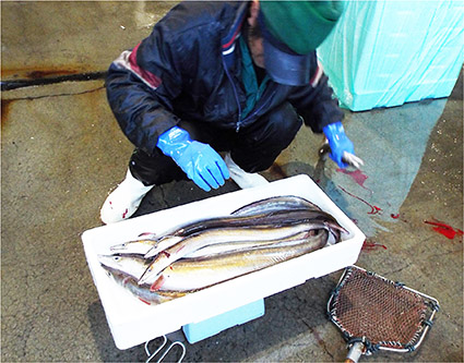 日本の沿岸を歩く 海幸と人と環境と 第3回 高級魚ハモの漁獲増えて活気愛媛県 下灘 一般財団法人 地球人間環境フォーラム