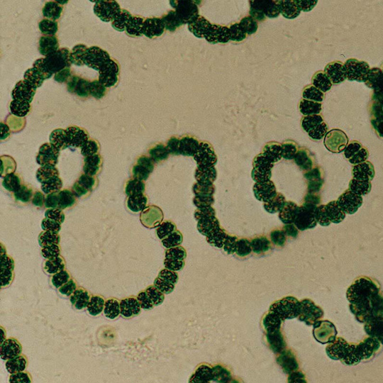 霞ヶ浦に出現する藍藻類でアオコを形成するドリコスぺルマム