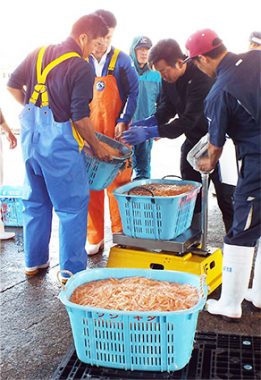 日本の沿岸を歩く―海幸と人と環境と第回 透き通る美の富山湾の宝石