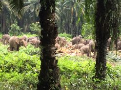 アブラヤシ農園の中のゾウの群れ