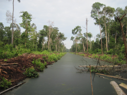 水路を掘削、排水して伐採・開発される泥炭湿地林